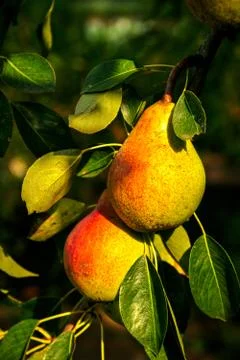 Nice pears Stock-Fotos