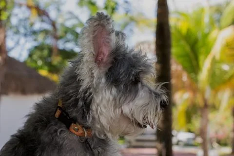 Nice pet Stock Photos