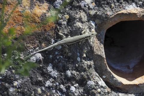 A nice picture of an indefinite lizard from central europe Stock Photos