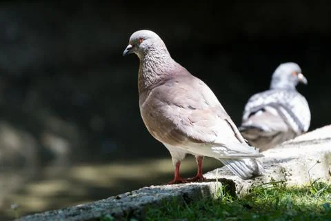 Nice pigeon posing for me in front of another pigeon Stock Photos
