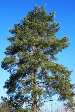 Nice Pine Tree Stock Photos
