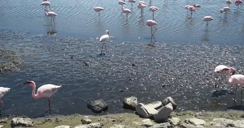 Nice pink flamingos on the beach in Namibia - 0002.mp4 Stock Footage 341960882