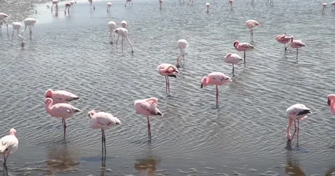 Nice pink flamingos on the beach in Namibia - 0003.mp4 Stock Footage 341960890
