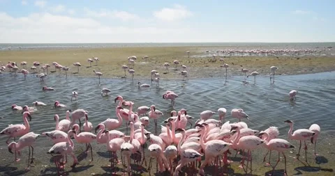 Nice pink flamingos on the beach in Namibia - 0006.mp4 Stock Footage 341960892
