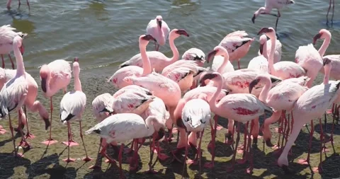 Nice pink flamingos on the beach in Namibia - 0005.mp4 Stock Footage 341960893