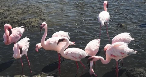Nice pink flamingos on the beach in Namibia - 0004.mp4 Stock Footage 341960901