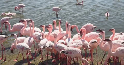 Nice pink flamingos on the beach in Namibia - 0008.mp4 Stock Footage 341960925