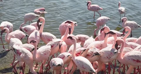 Nice pink flamingos on the beach in Namibia - 0007.mp4 Stockbeeldmateriaal 341960935
