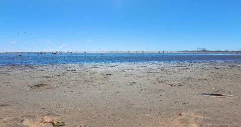 Nice pink flamingos on the beach in Namibia - 0009.mp4 Stock Footage 341960936