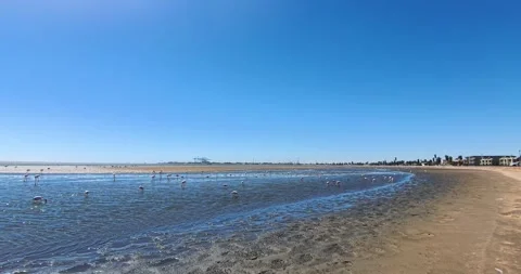 Nice pink flamingos on the beach in Namibia - 0010.mp4 Stock Footage 341960937