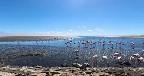 Nice pink flamingos on the beach in Namibia - 0015.mp4 Stock Footage 341960989