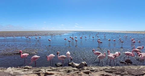 Nice pink flamingos on the beach in Namibia - 0013.mp4 Stockbeeldmateriaal 341960990
