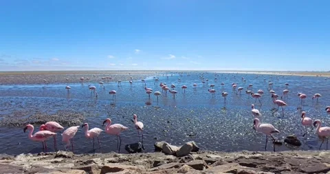 Nice pink flamingos on the beach in Namibia - 0014.mp4 Stock Footage 341961000