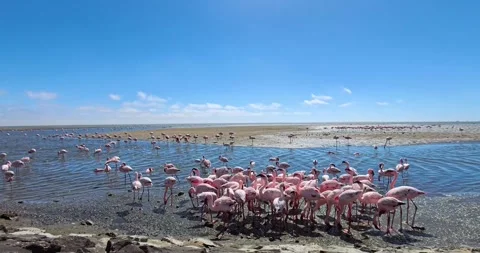 Nice pink flamingos on the beach in Namibia - 0016.mp4 Stock Footage 341961006