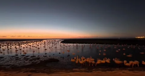 Nice pink flamingos on the beach in Namibia - 0020.mp4 Stock Footage 341961033