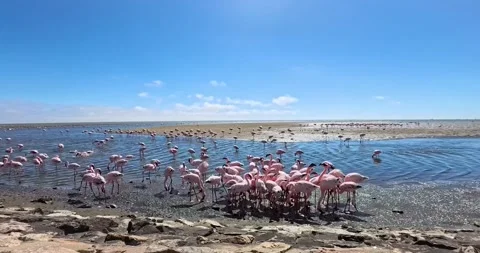 Nice pink flamingos on the beach in Namibia - 0017.mp4 Stock Footage 341961044