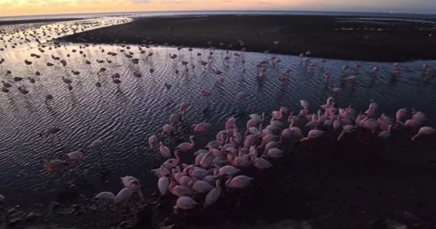 Nice pink flamingos on the beach in Namibia - 0018.mp4 Stockbeeldmateriaal 341961054