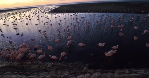 Nice pink flamingos on the beach in Namibia - 0019.mp4 Stock Footage 341961055