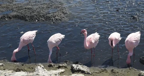 Nice pink flamingos on the beach in Namibia - 0001.mp4 Stockbeeldmateriaal 341961070