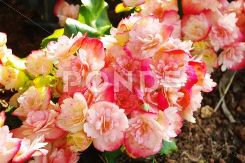 Nice pink flower in garden Stock Photos
