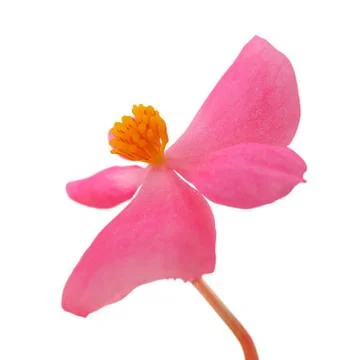 Nice pink flower isolated on a white background Stock Photos