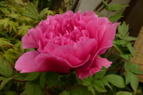 Nice pink flower  Stock Photos