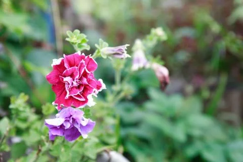 Nice Pink Flower Stock Photos