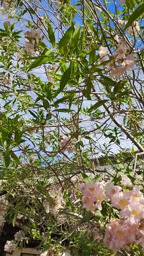 Nice pink flowers 스톡 동영상 333627720