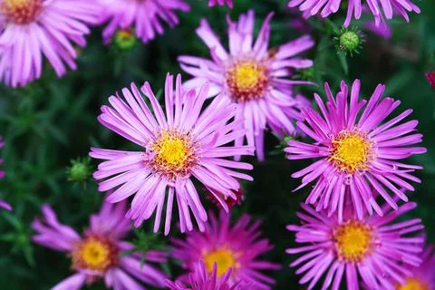 Nice Pink Flowers Stock Photos