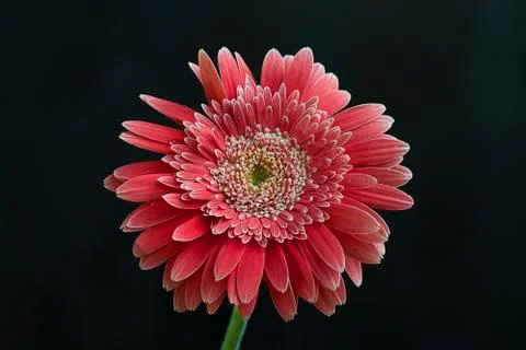 Nice pink gerber close up Stock Photos