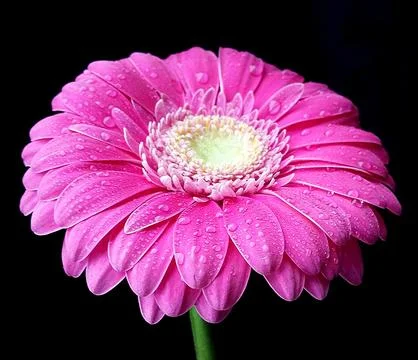 Nice pink gerbera Stock Photos