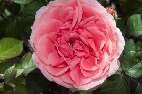 Nice pink rose close up Stock Photos