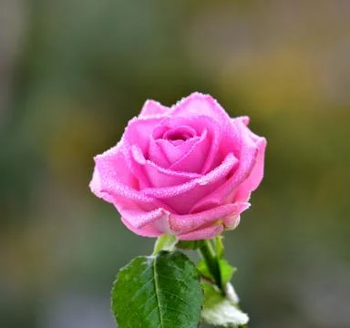 Nice pink rose in a garden Stock Photos