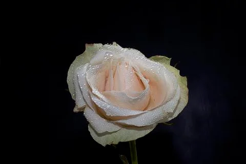 Nice pink rose Stock Photos