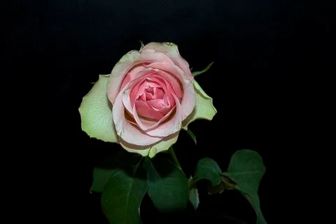 Nice pink rose Stock Photos