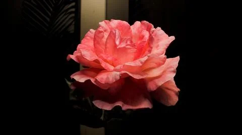Nice pink rose Stock Photos