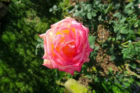 Nice pink rose shining in the light Stock Photos