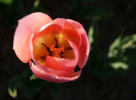 Nice pink tulip Stock-Fotos