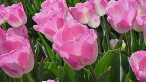 Nice pink white tulips with tender petals on farm meadow Stock Footage 129355586