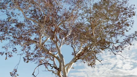 Nice plane tree branches with some brown winter leafs moving in the wind Stock Footage 217460962