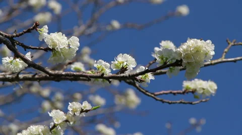 Nice Plum Tree Blossom 库存影片 57366213