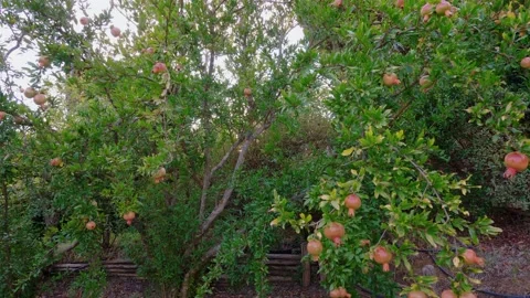 Nice pomegranate tree full of red fruits. Autumn fruits. 4K Stock Footage 139810452