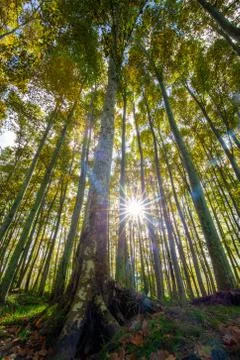 Nice poplar trees from bottom view in a sunny day in Spain Stock Photos