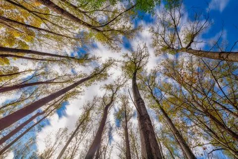 Nice poplar trees from bottom view in a sunny day in Spain Stock Photos