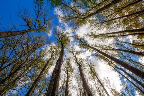 Nice poplar trees from bottom view in a sunny day in Spain, long exposure pic Stock Photos