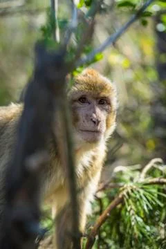 Nice portrait of a barbary ape looking in to the camera Stock Photos