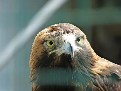 Nice portrait golden eagle close up view Stock Photos