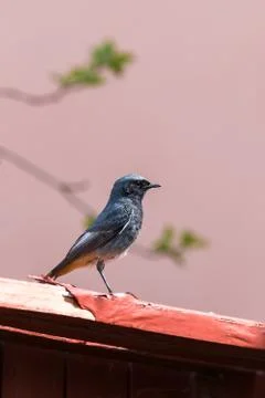 Nice portrait od redstart small bird who sits on worn wooden plank Stock Photos