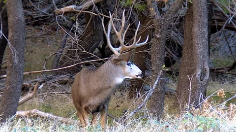 Nice Pose of Courting Rutting Mule Deer Buck Stock Footage 49565080