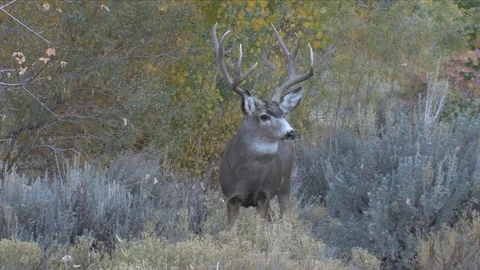 Nice Pose of Mule Deer Buck Turning His Head Stock Footage 117655752